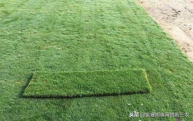 紫塞明珠,紫塞明珠苗木基地在哪里