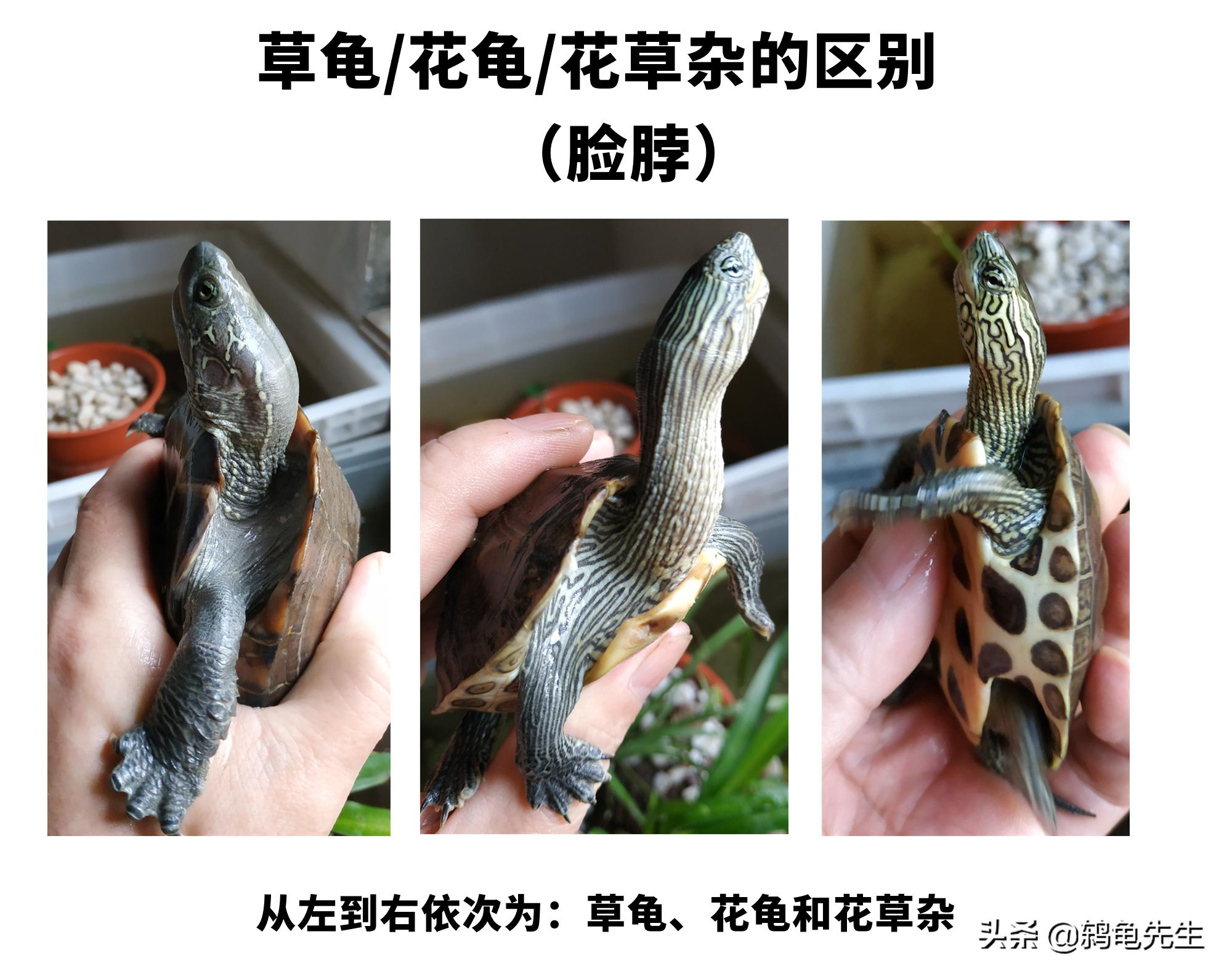 乌龟中草龟的种类介绍及图片大全,怎么辨认草龟和花龟的区别
