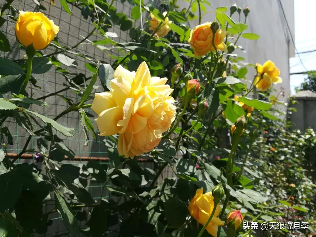 月季春季第一波花要不要剪,月季春季第一波花开后嫁接