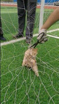 搞笑GIF开心一刻：你这日子不容易，吃大米粥配食盐