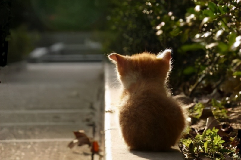 看动漫学习日语有好处也有坏处,日语二级到日语一级怎么学习