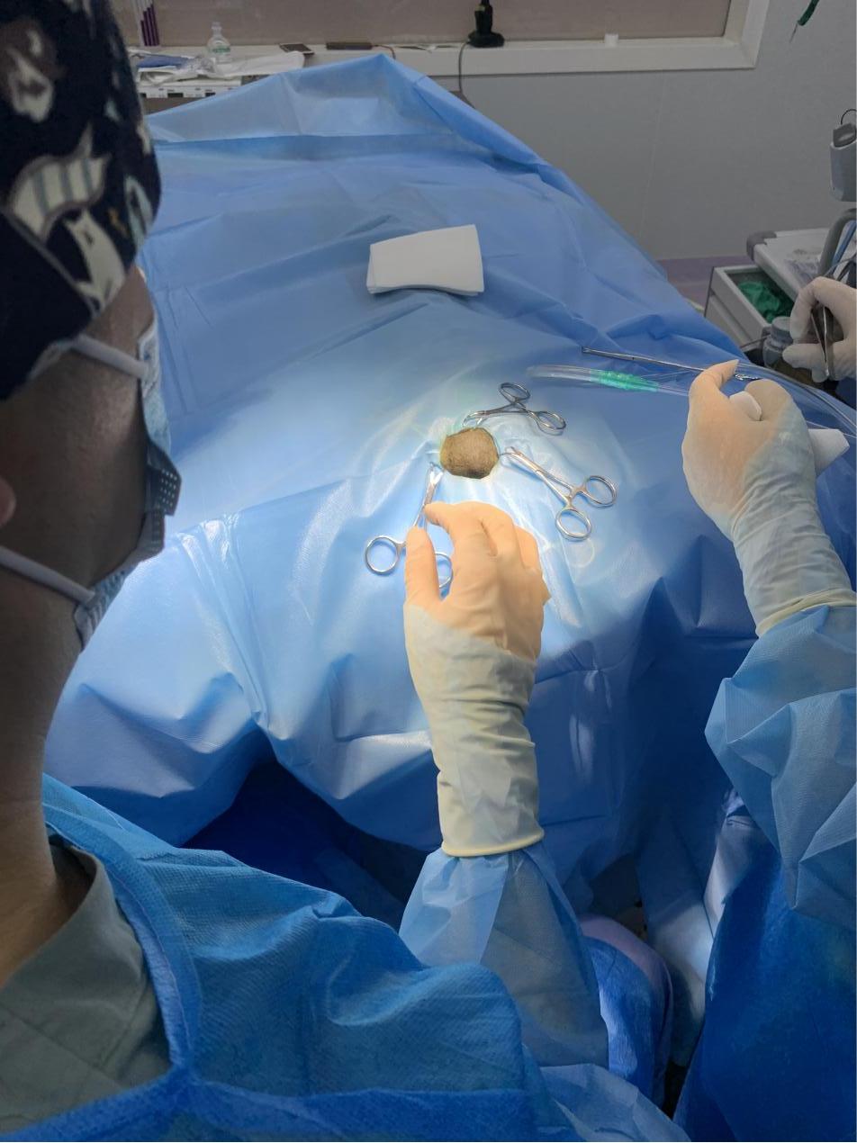 猫咪额头鼓起来软软的怎么回事,猫咪额头红怎么回事