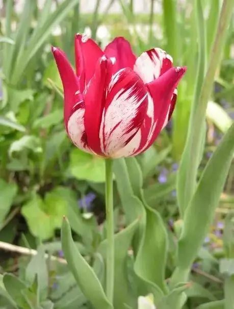 世界十大罕见花卉,世界名贵花卉高清大图