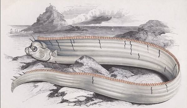 渔民出海捕到3米巨型怪鱼,深海捕获巨型鱼