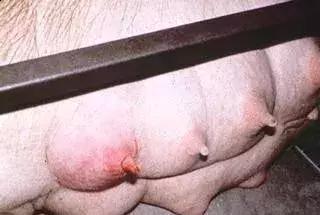 母猪乳房炎防治及措施,母猪得了乳房炎打什么针最好