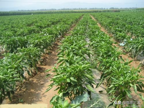 辣椒落花落果的最佳方法,辣椒开花打什么才能保花