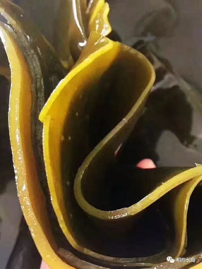 闀垮矝缃戠孩娴烽矞,闀垮矝娴烽矞澶ч鍥剧墖