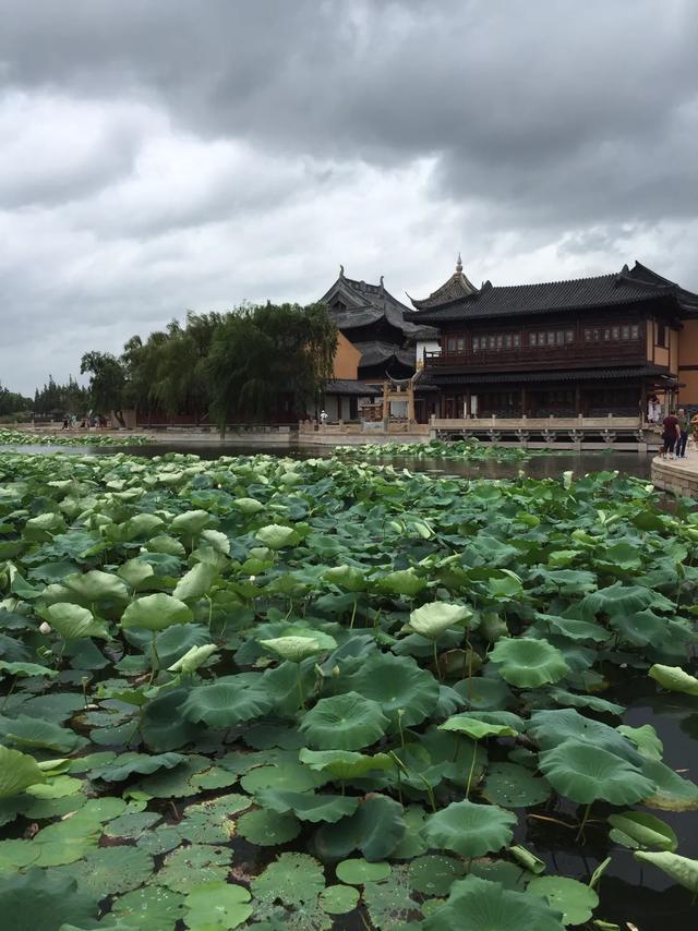 心中的骆驼,心中的骆驼歌词