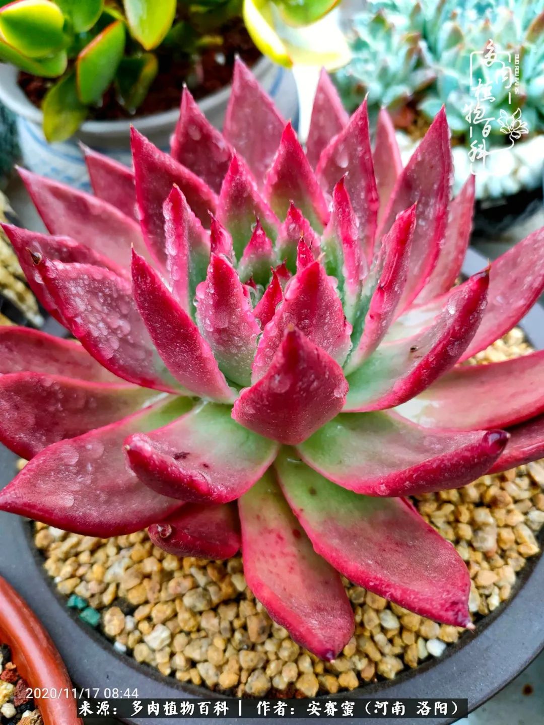 现在是多肉最美的季节,多肉最美的季节来啦