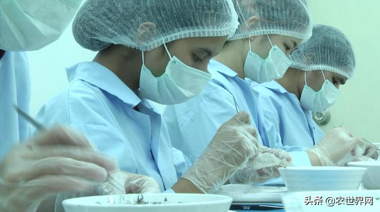 了不起的新农人|给金丝燕打造一个五星级的家,专访老燕行廖文烽