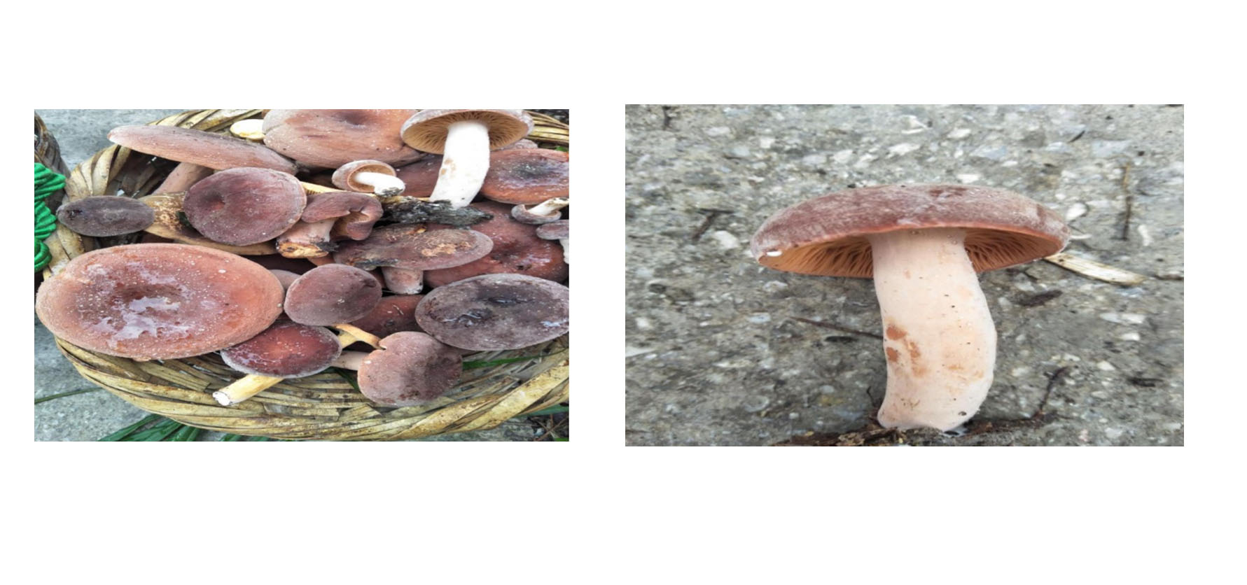 云南可食野生菌品种大全图片,海南常见的几种可食野生菌