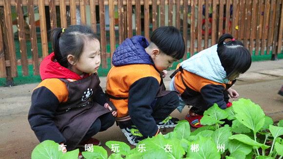 郴州城东公立幼儿园,郴州的公办幼儿园有哪些