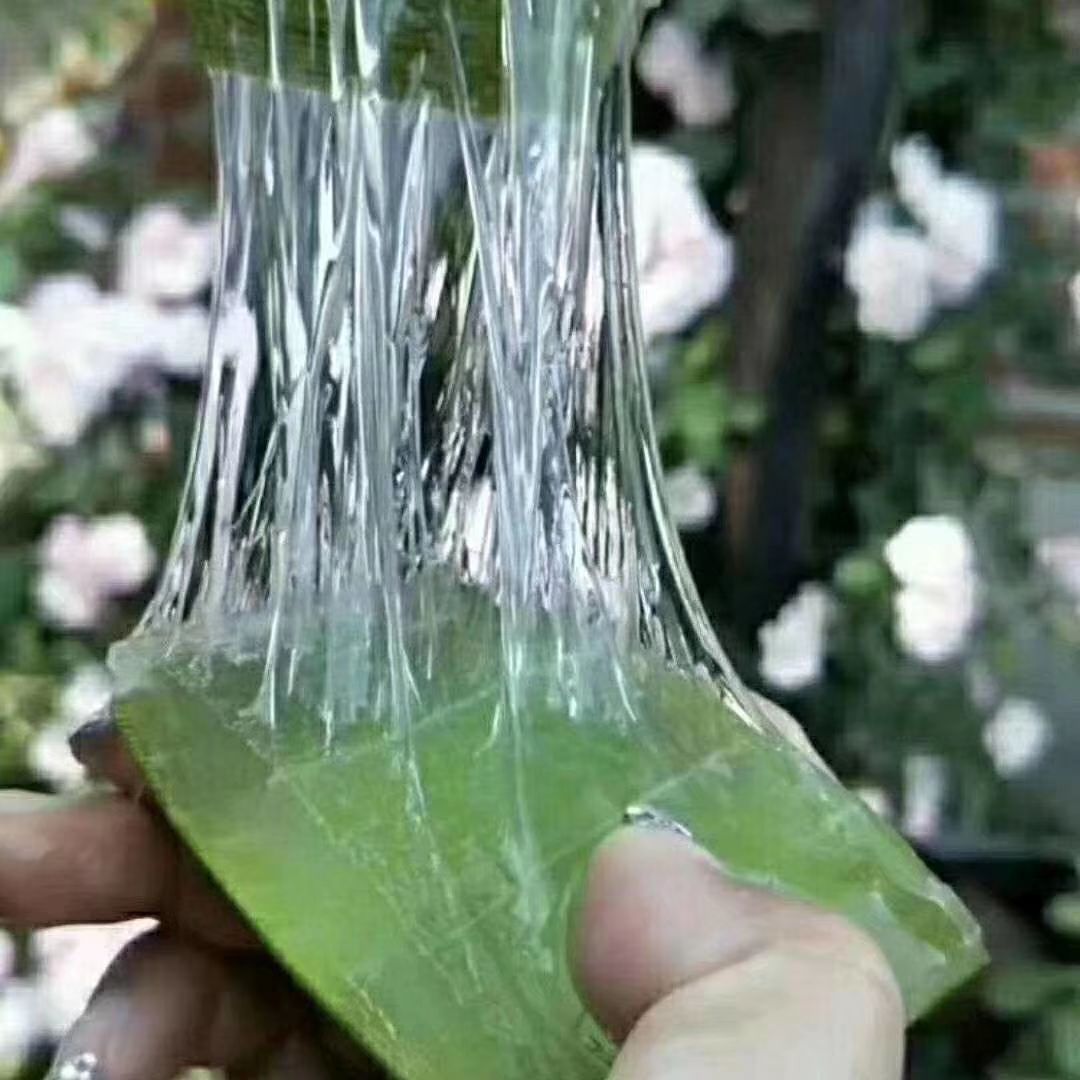 自己种的芦荟做面膜有什么功效,自己用芦荟做面膜