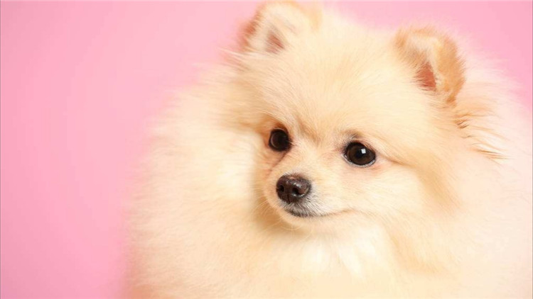 狗狗身上长小肉疙瘩是什么,狗狗长狗癣正常吗