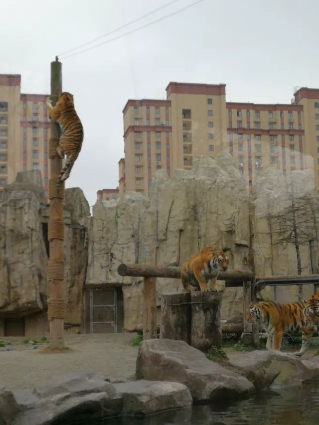 在上海迪士尼怎么玩比较快呢,在上海迪士尼玩一整天