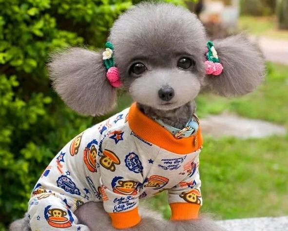 泰迪犬“生理期”怎么照顾?