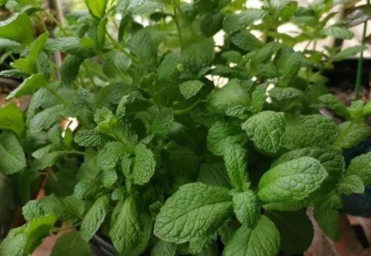 薄荷水培烂根怎么办,薄荷泡水里烂根怎么办