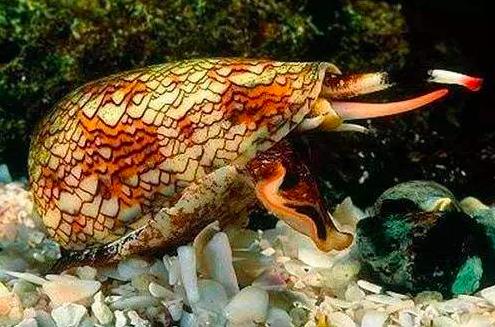 鸡心螺到底危不危险,鸡心螺的危害有多大