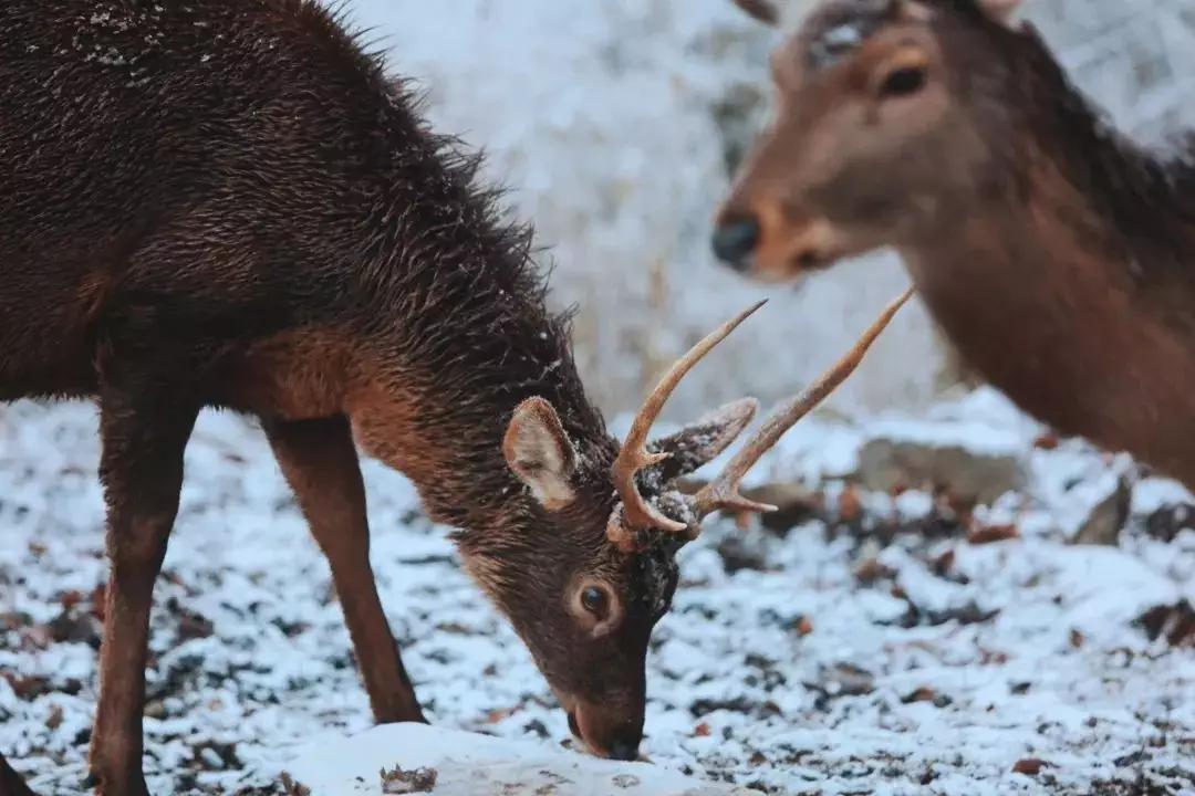 循着雪的方向，喇叭河颜值不输北欧，耍法多到让人尖叫