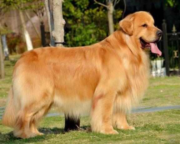 如何判断金毛真假,怎样区分金毛真假