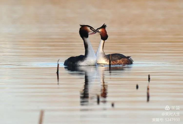 凤头鸊鷉粤语,斑头雁飞得最高的鸟