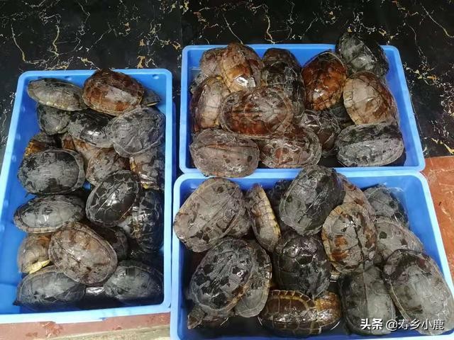 如何鉴别自己养的“南石”是不是纯种的南石？