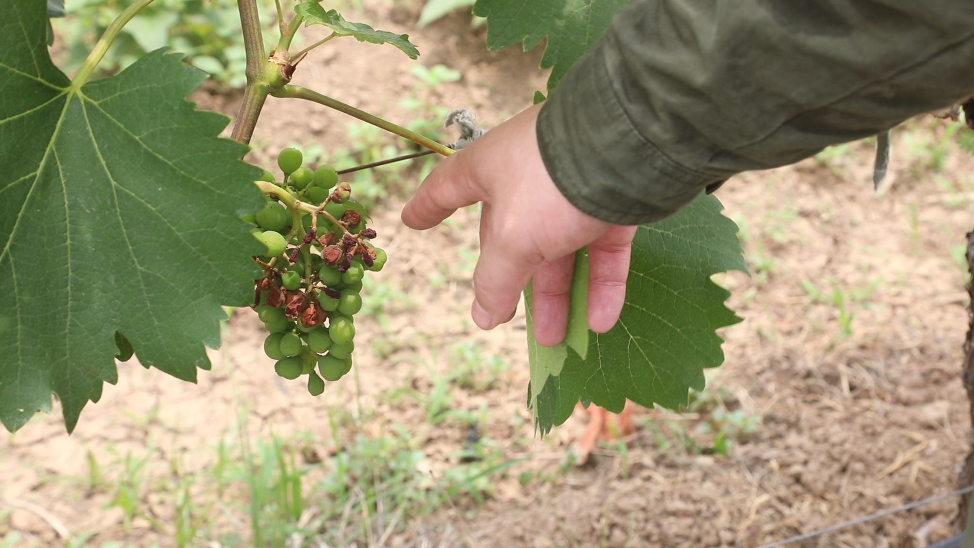 葡萄要多久才能变成葡萄干,葡萄为啥能晒成葡萄干