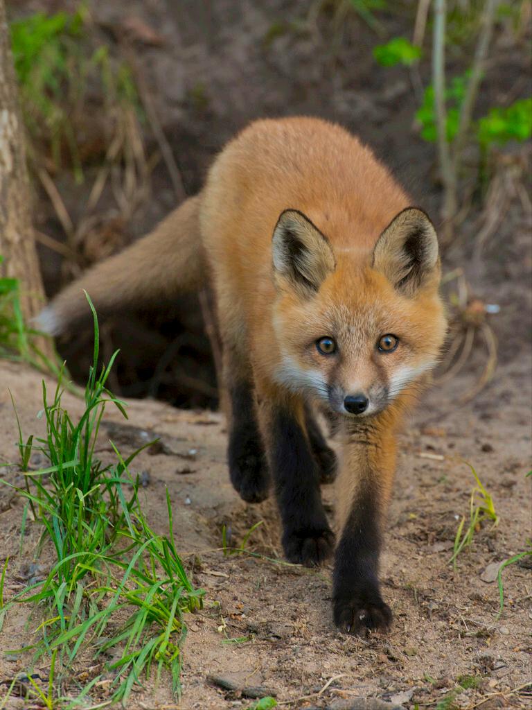 猎人对着狐狸开了一枪但猎人死了,猎人向狐狸开了一枪猎人却死了