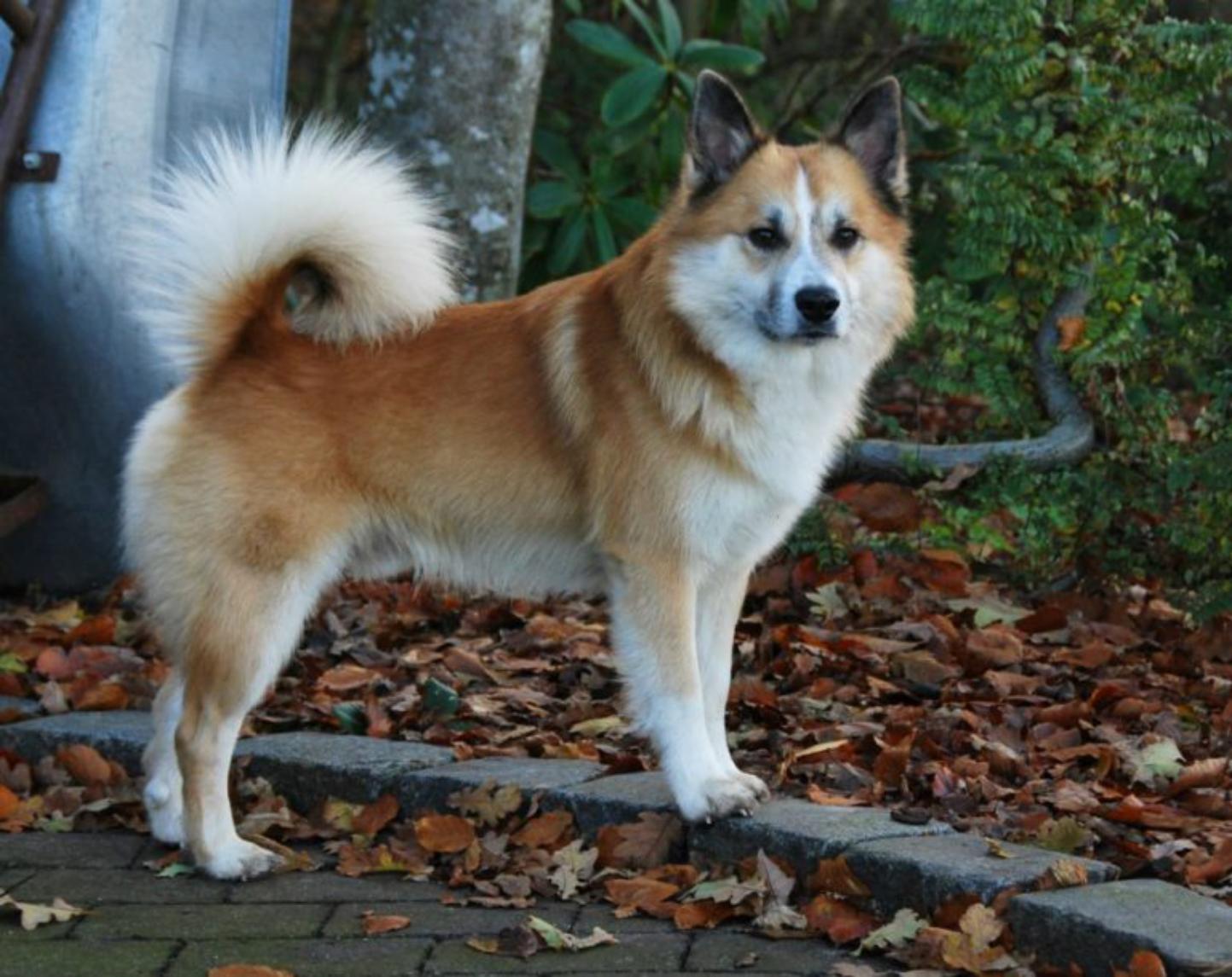 世界上十种最小的犬科动物,世界上最厉害的牧羊犬排名