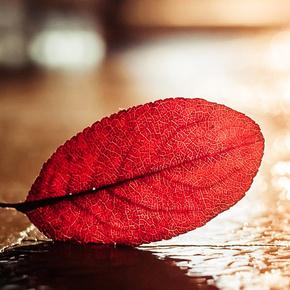 《苹果树上的外婆》允许孩子用想象游戏安抚内心,与世界和谐共处