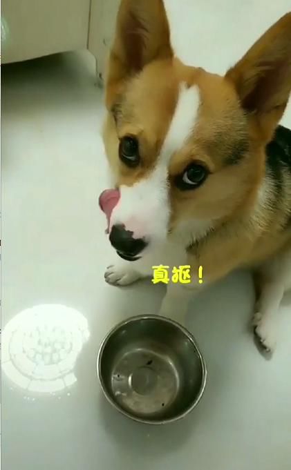 养狗必备的十大装备,新手养狗必买物件