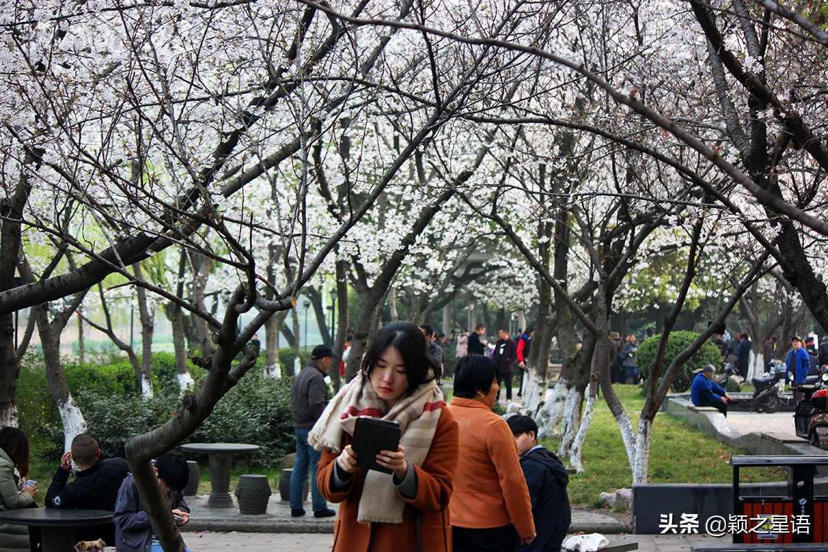 早樱烂漫,看樱花的地方樱花谷