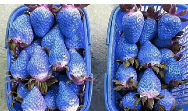 最贵的五个水果,世界最贵的的十种水果