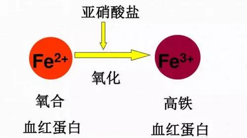 狗狗肾病贫血症状,狗狗贫血导致并发症还能治好吗