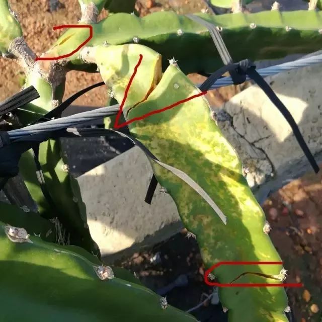 火龙果解药有效果吗,火龙果受伤后愈合的全过程