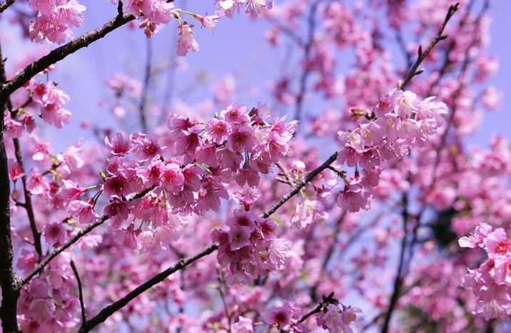 几月赏樱花最好,最美赏樱攻略大全