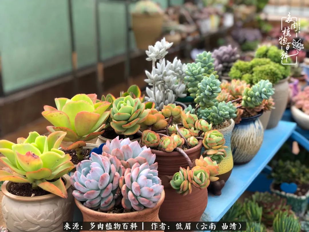 多肉怎么养度夏,多肉怎么养之度夏篇