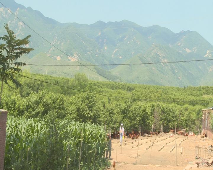 林下有哪些致富项目,林下养鸡100亩利润