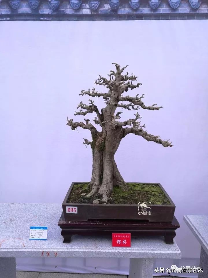 盆景对节白蜡是什么树,对节白蜡盆景是什么树