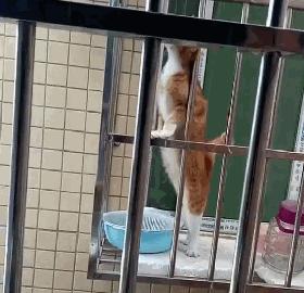 我的猫掉下楼死了怎么办,我的猫跳楼死了