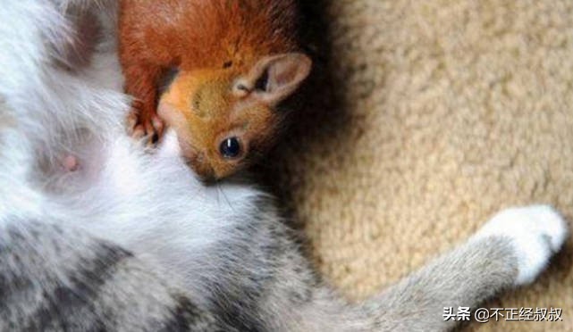 猫咪竟然给幼鼠喂奶,猫咪给兔宝宝喂奶