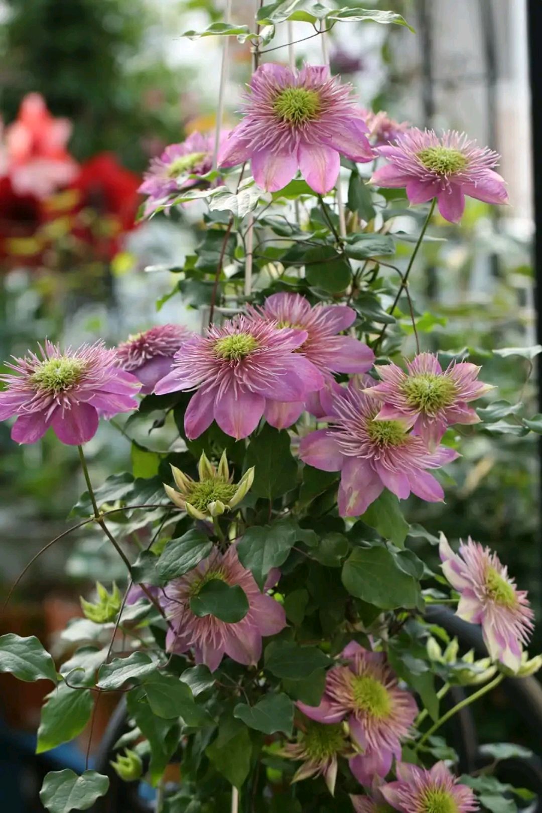 这8种花你不要乱浇水,新手种花品种推荐