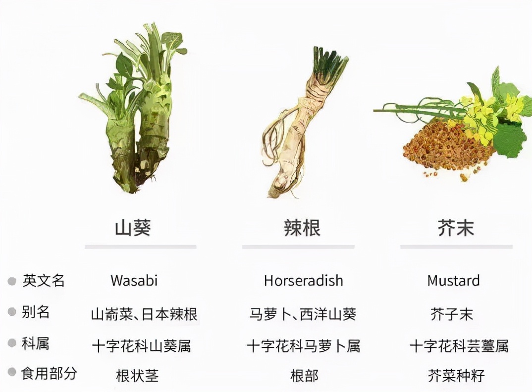 为什么辣椒辣嘴巴但芥末辣鼻子,吃芥末和辣椒什么感觉