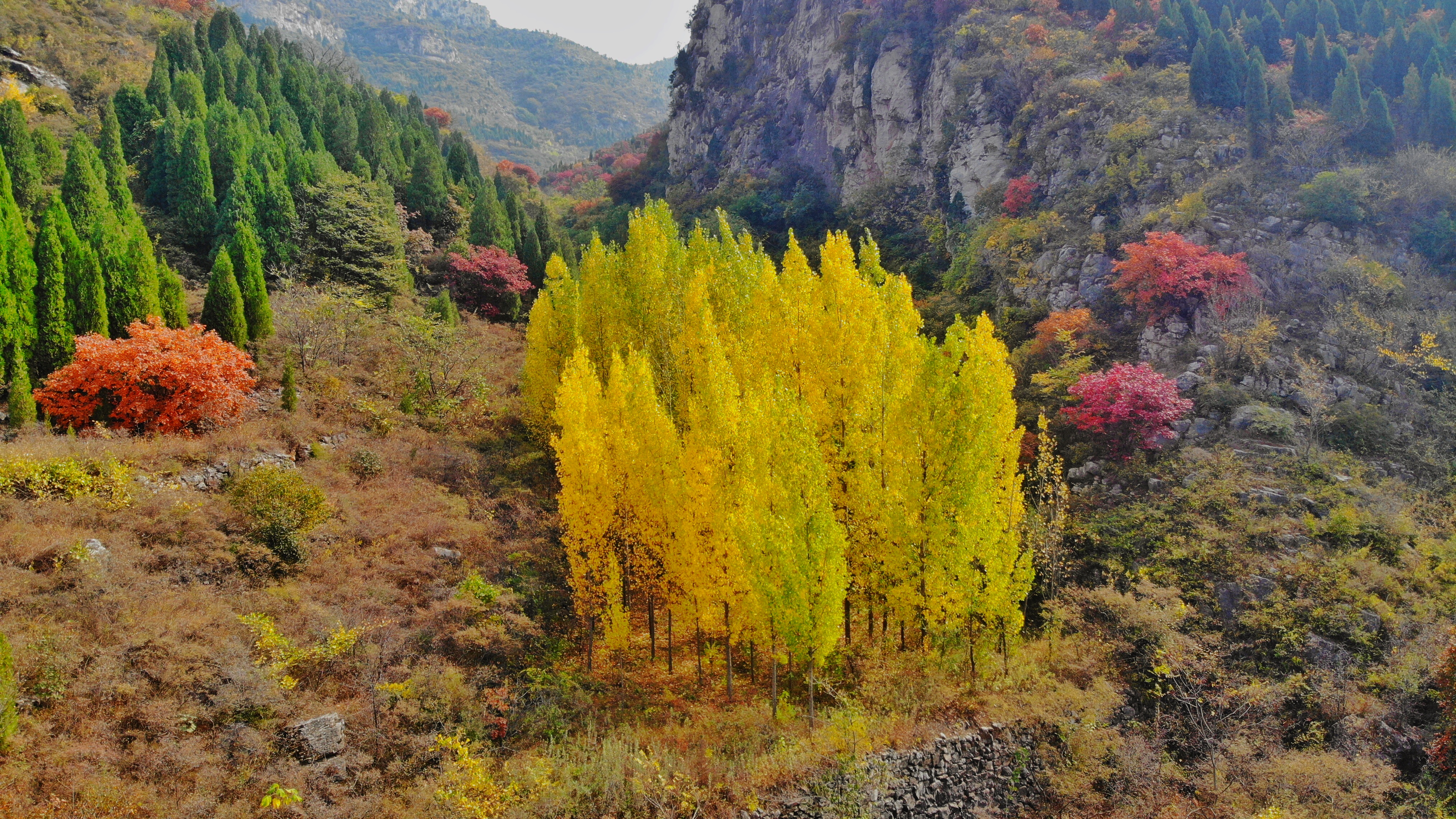 木叶动秋声完整视频,木叶动秋