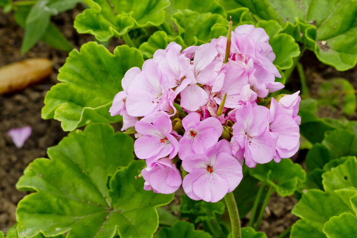 平价的“爆花小能手”：第一性价比高，第六是调色担当