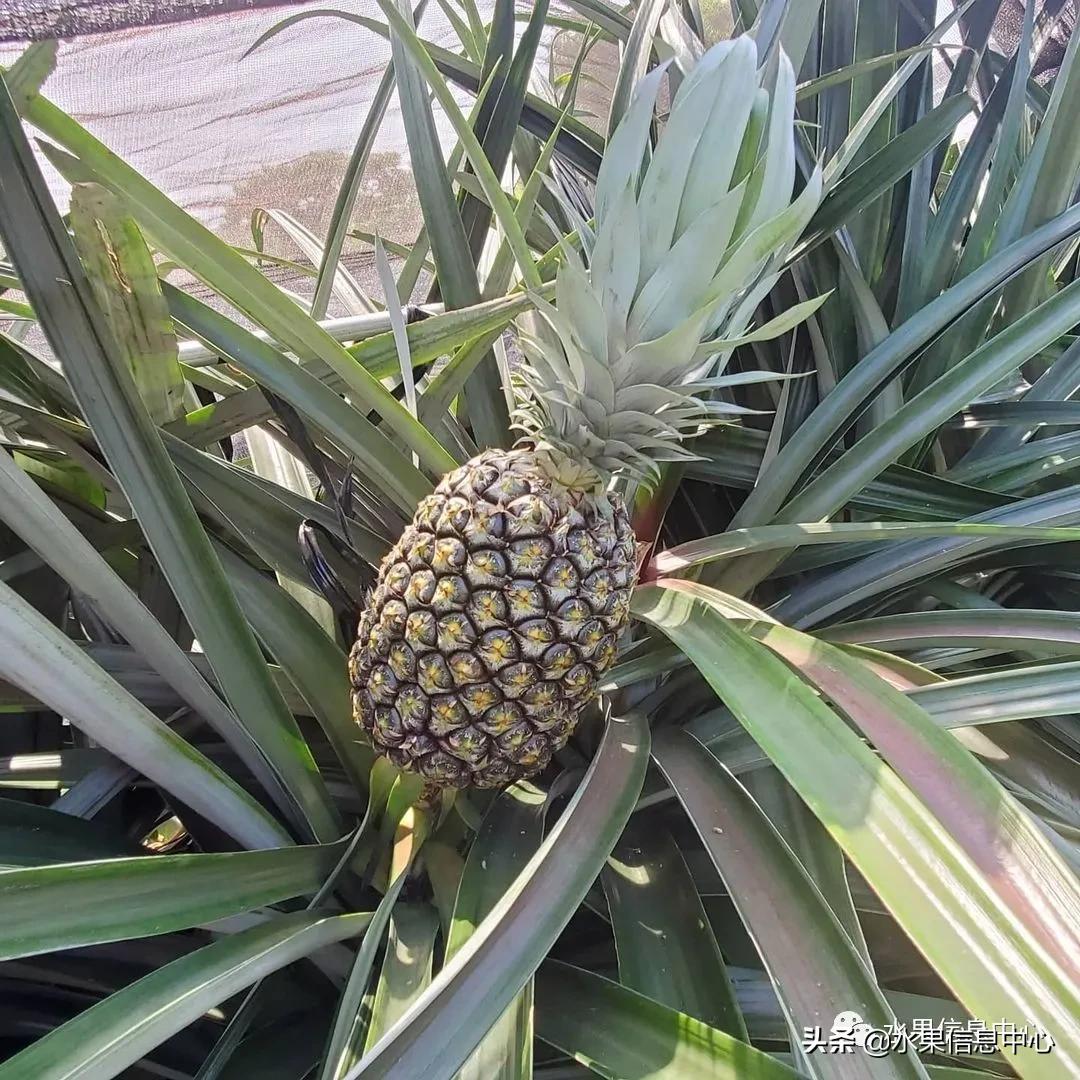 日本进口的菠萝,日本菠萝