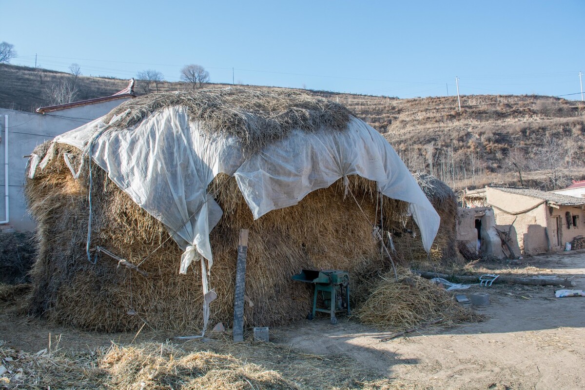 狗蹦子东北话,狗蹦子