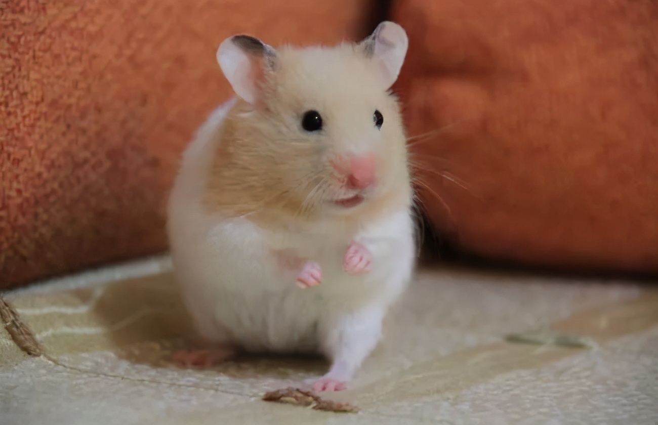 怎么知道她有没有怀孕,怎么知道自己是不是怀孕初期