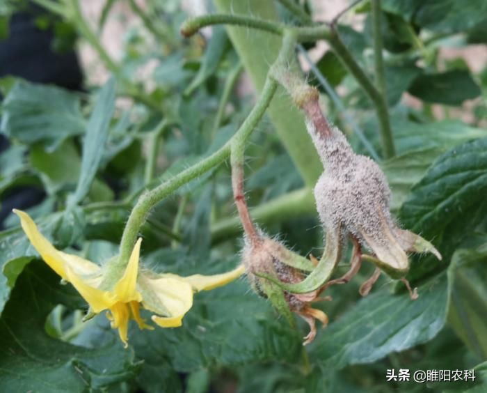 灰霉病很顽固,难根除,教你几个最有效的防治方法