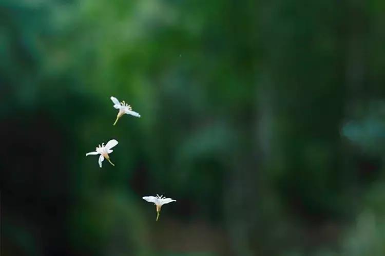 【美文共享】春天，人间皆可爱